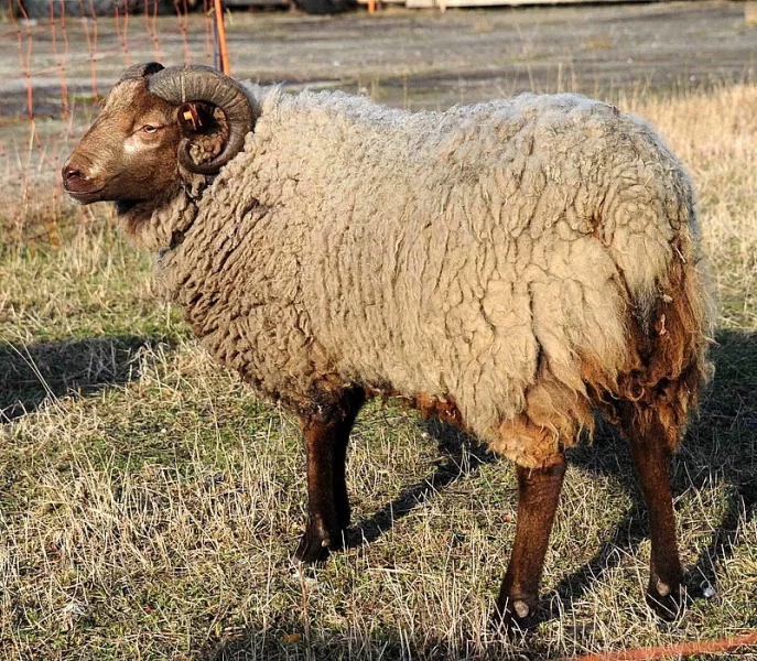 Shetlandská ovce - beran