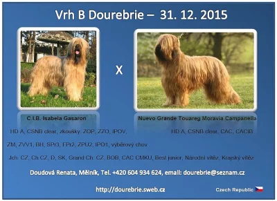 briard