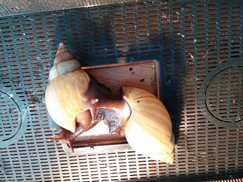 Achatina Fulica