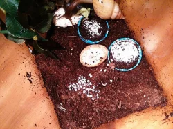 Achatina Fulica