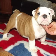 anglicky buldok s PP