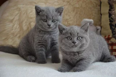 Kc reg britská kočka Kitten