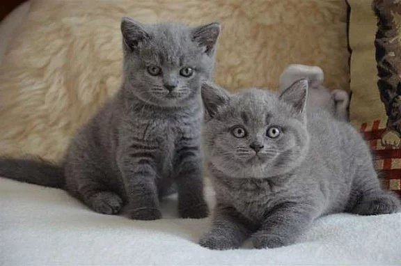Kc reg britská kočka Kitten
