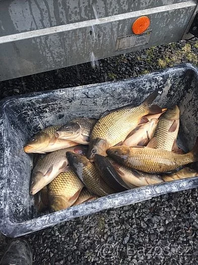 PRODÁM TRŽNÍ KAPRY VÁHA 1.5 kg až 4 kg přímo z výlovu