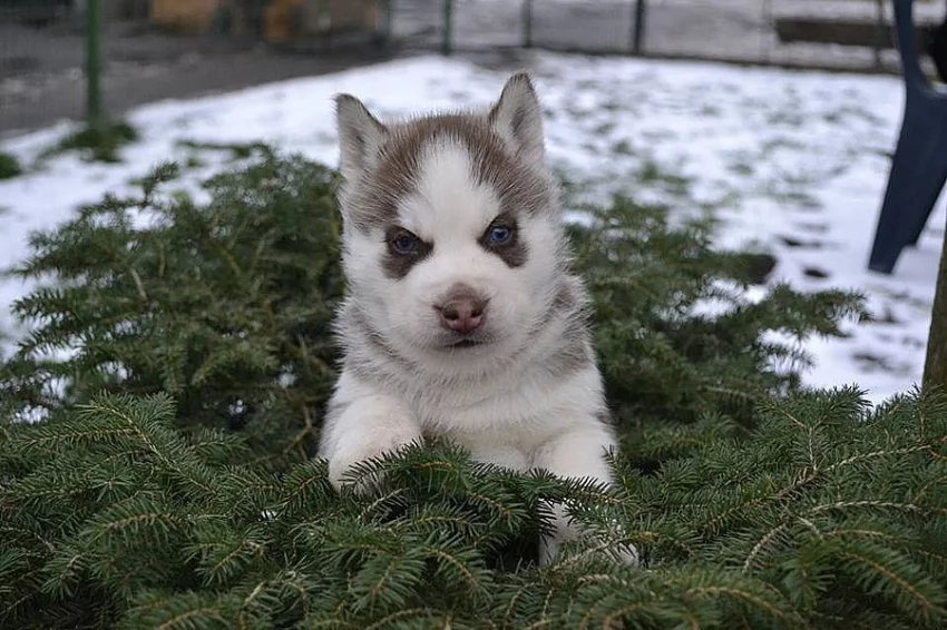 Siberian Husky s PP