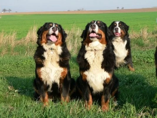 Bernský salašnický pes