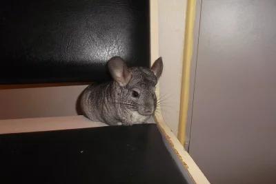 Daruji činčilu+ klec.