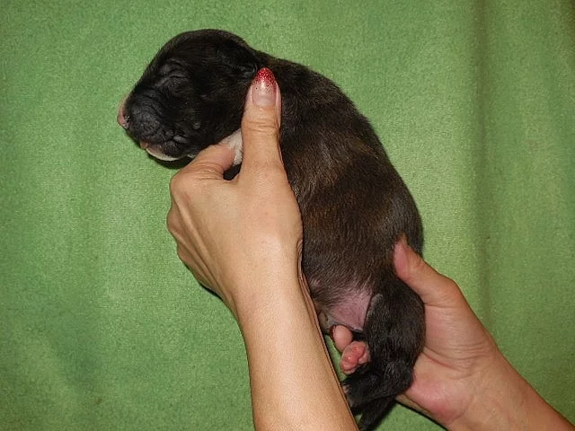 Bulterier štěňátka s PP