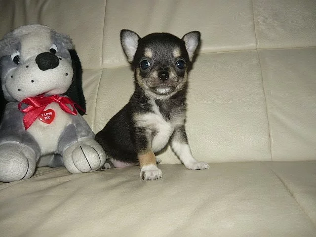 Čivava kr. fenka bez PP