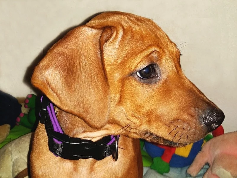 Rhodéský ridgeback