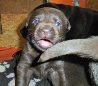 Labradorský retriever s PP čokoládová barva