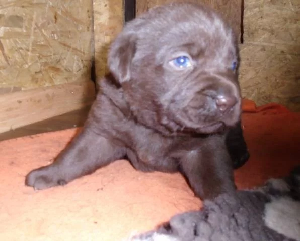 Labradorský retriever s PP čokoládová barva