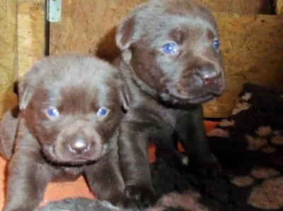 Labradorský retriever s PP čokoládová barva