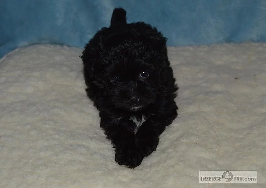 Boloňský psík na prodej bez PP