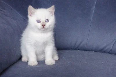 Britská koťata s PP