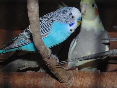 Andulky, korely, rozely, pyrurry a mníšci