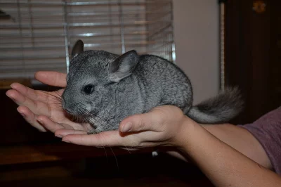 Činčila standard grey - sameček