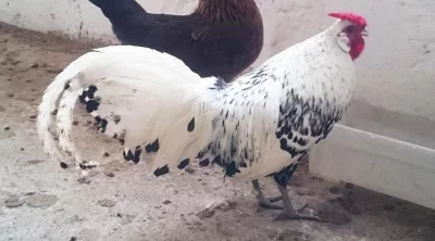 Prodám kohouta: hamburčanka stříbrná