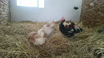 Kohout faverolka lososí