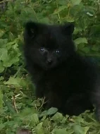 Německý špic s PP