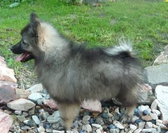 Německý špic s PP