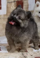 Německý špic s PP