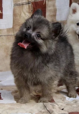 Německý špic s PP