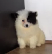 Německý špic s PP