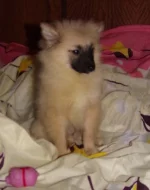 Německý špic s PP