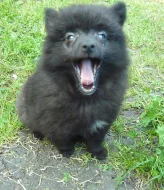 Německý špic s PP