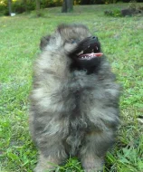 Německý špic s PP