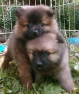 Německý špic s PP