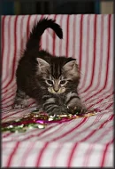 Mainská mývalí kotátka s PP na prodej v atraktivních barvách