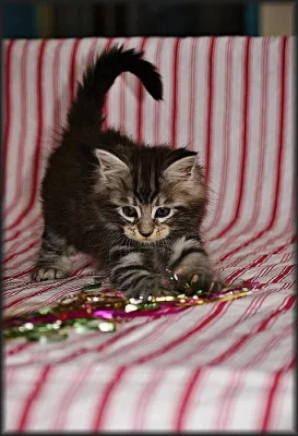 Mainská mývalí kotátka s PP na prodej v atraktivních barvách