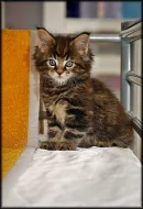 Mainská mývalí kotátka s PP na prodej v atraktivních barvách