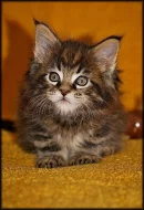 Mainská mývalí kotátka s PP na prodej v atraktivních barvách