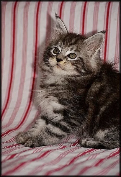 Mainská mývalí kotátka s PP na prodej v atraktivních barvách