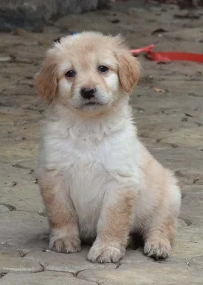 Prodej plavých štěňátek HOVAWARTA