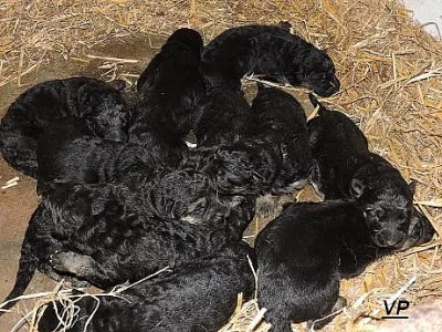 Prodáme štěňata německých ovčáků s PP