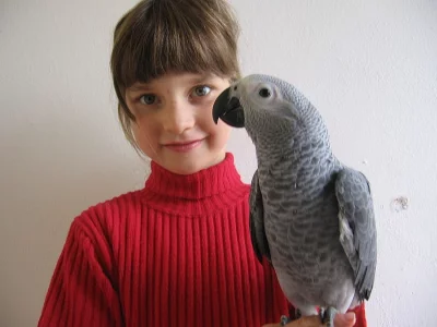 Žako, připravené mládě