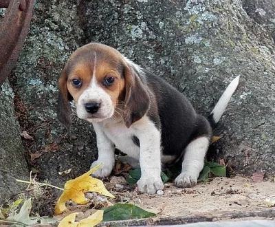 Krásné Beagle štěňata