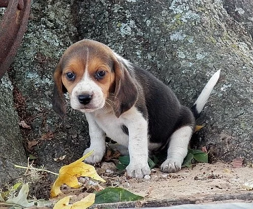 Krásné Beagle štěňata