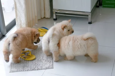 laskavě Chow Chow štěňata ready