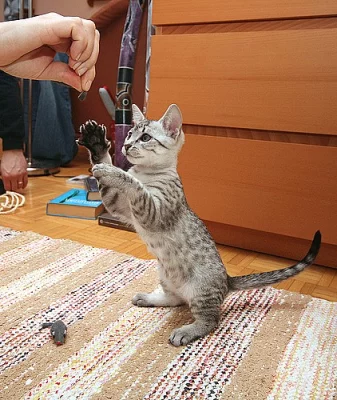 mužské a ženské Egyptská mau koťata