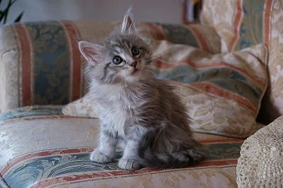 Nádherná Mainská mývalí X koťata.