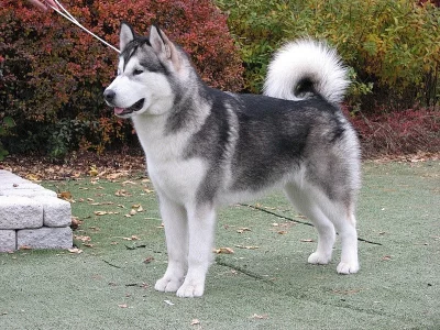 Aljašský malamut s PP