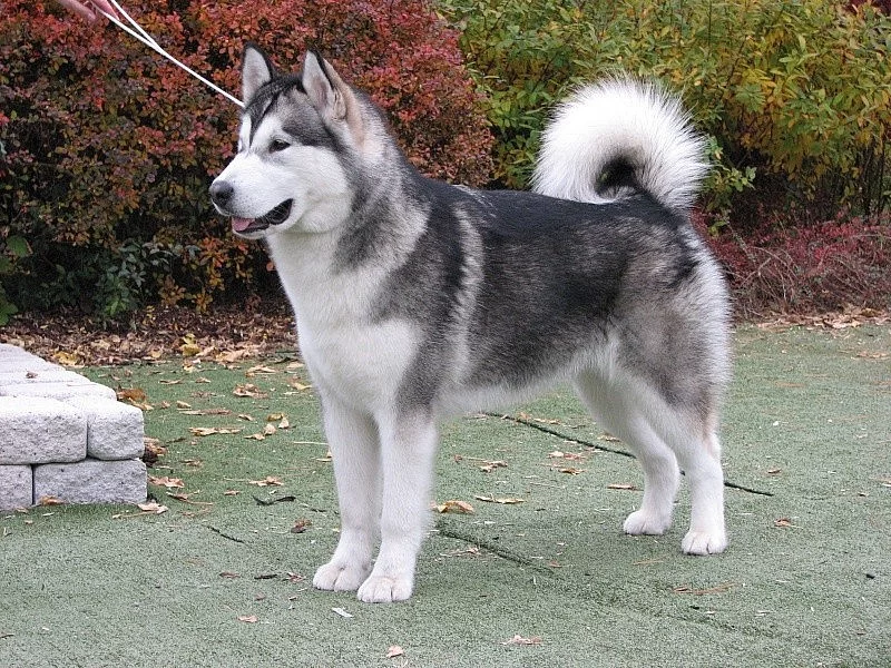 Aljašský malamut s PP