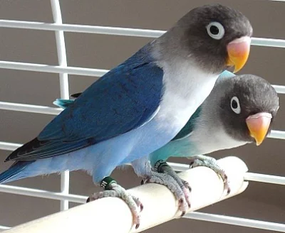 Papoušek škraboškový (agapornis) modrý