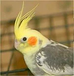 Korela - bílo-žluto-šedá forma