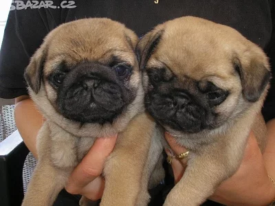 Mops - zadám kvalitní štěňata s PP - béžová